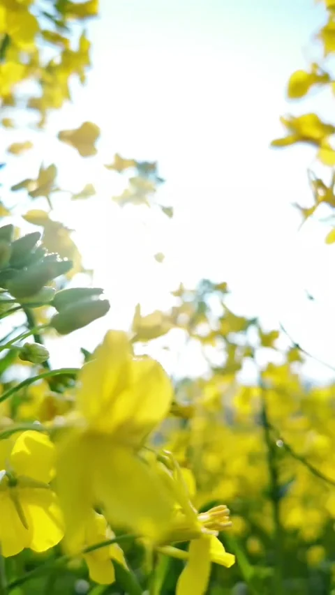 Vertical Dewdrops on Yellow Rapeseed Blossoms in Sunlight Vídeos de archivo 331484892