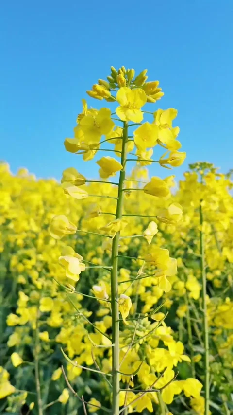 Vertical Dewdrops on Yellow Rapeseed Blossoms in Morning Light Video stock 331487422