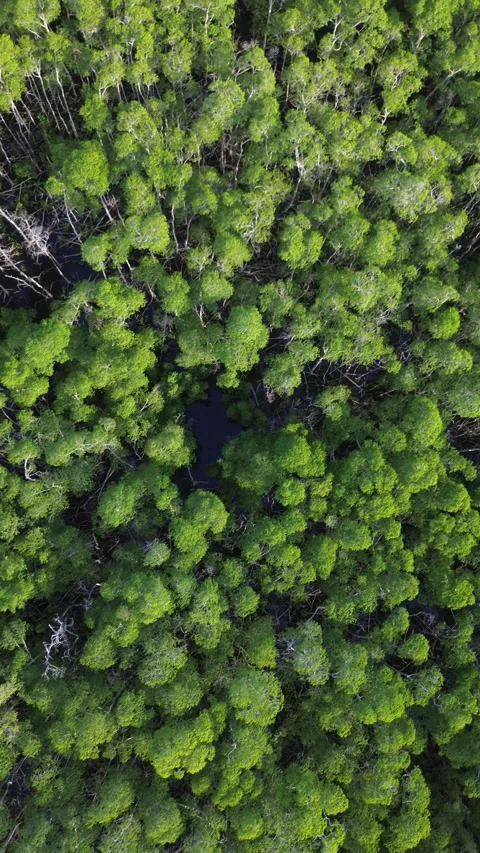 Vertical Diagonal Flight - Mangrove Canopy at Golden Hour Stock Footage 340532842