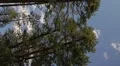 Vertical digital signage HD 30p pine trees and soft clouds - right panel Vídeos en HD