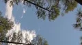 Vertical digital signage HD 30p pine trees and soft clouds - left panel HD 동영상