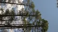 Vertical digital signage HD 30p pine trees and soft clouds - center panel Video HD