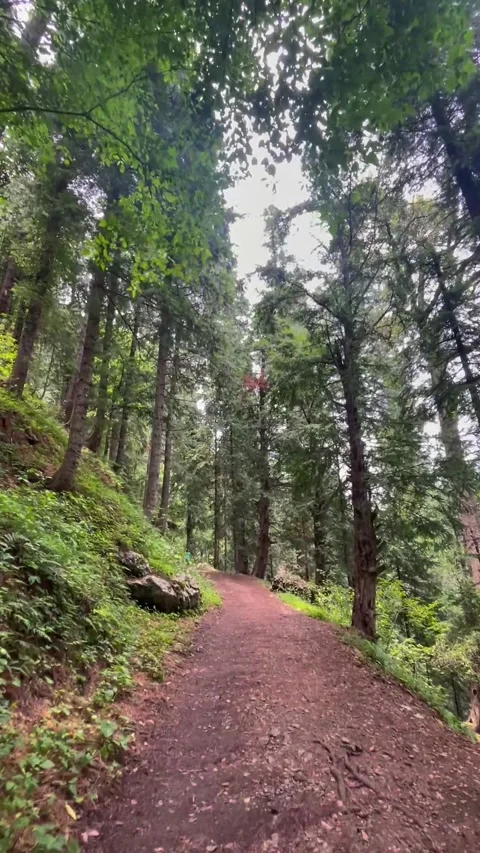 Vertical Dirt Track Through Lush Forest in Khanspur Ayubia Pakistan  Stock Footage 345395215
