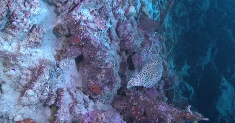 Vertical display shot of Barramundi cod looking around on deep coral rubble, Stock Footage 61965541
