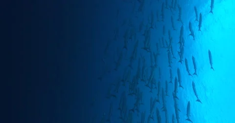 Vertical display shot of Blackfin barracuda swimming and schooling in bluewater, Stock Footage 61962127