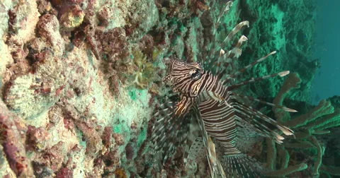 Vertical display shot of Common lionfish swimming on rubble, Pterois volitans, Stock Footage 61960309