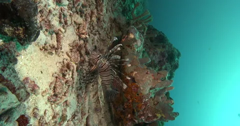 Vertical display shot of Common lionfish swimming on deep coral reef, Pterois Stock Footage 61960311