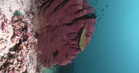Vertical display shot of intermediate Scrawled filefish hovering on coral reef. Stock Footage 61958962