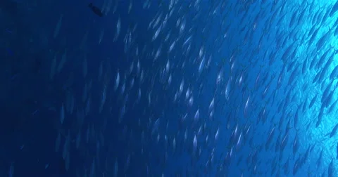 Vertical display shot of Mackeral scad swimming and schooling on deep coral Stock Footage 61965376