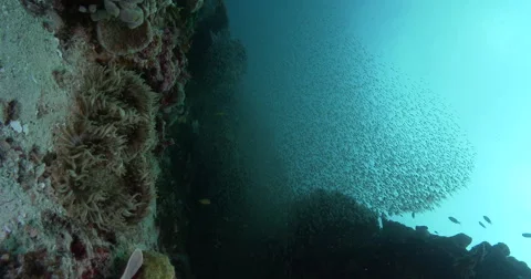 Vertical display shot of ocean scenery school of glassfish swarming above Stock Footage 61959496