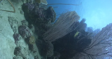 Vertical display shot of ocean scenery nice whips and fans swaying gently on the Stock Footage 61967799
