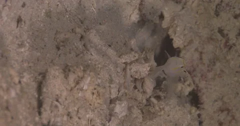 Vertical display shot of Randalls shrimpgoby keeping lookout, Amblyeleotris Stock Footage 61966430