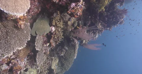 Vertical display shot of Red sea whips on shallow wall, Ellisella sp., 4K Stock Footage 61966733