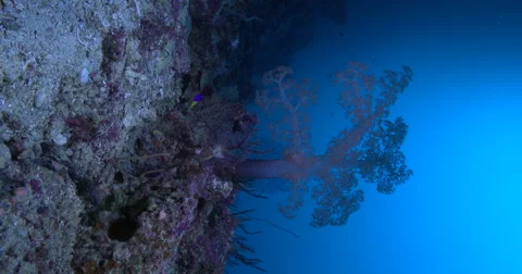 Vertical display shot of Tall tree soft coral feeding on coral reef, Stock Footage 61966386