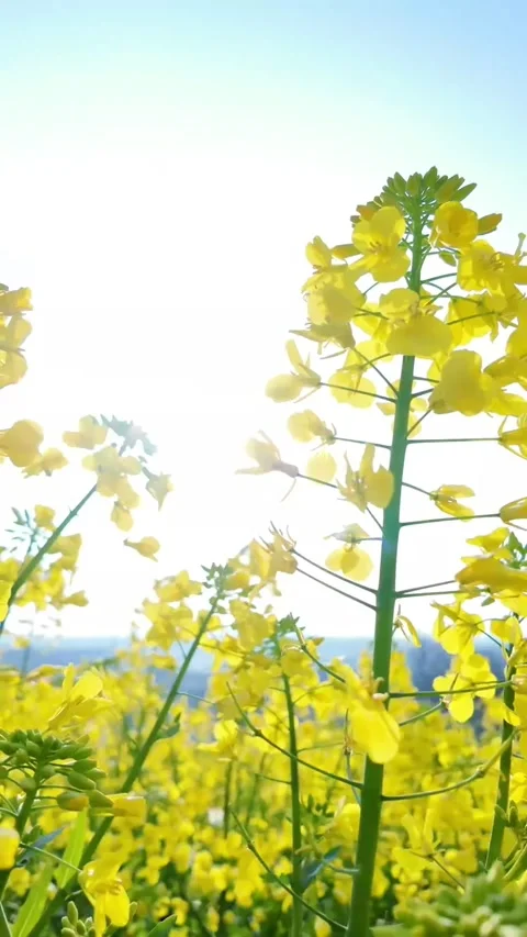 Vertical Distant View with Shallow Depth on Yellow Rapeseed Fields Video stock 331484893