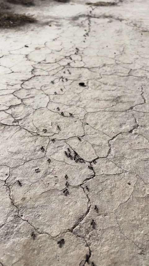 VERTICAL, DOF, CLOSE UP: Line of small black ants marches across cracked ground Stock Footage 334011686