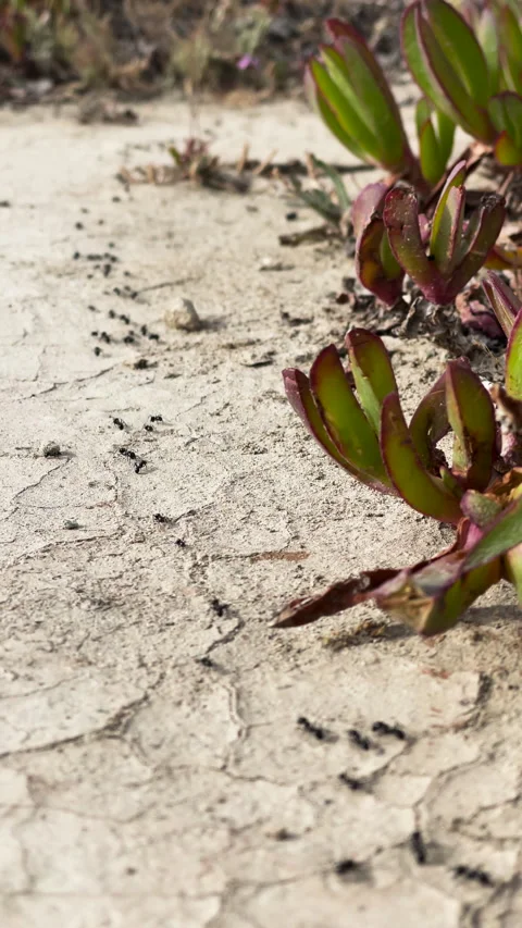 VERTICAL, DOF, CLOSE UP: Stream of tiny black ants moves in line over dry soil Stock Footage 334012113