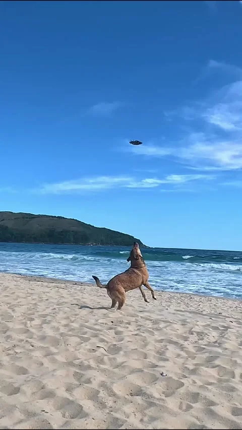 Vertical Dog Chasing Drone on Beach 库存影片 336159309