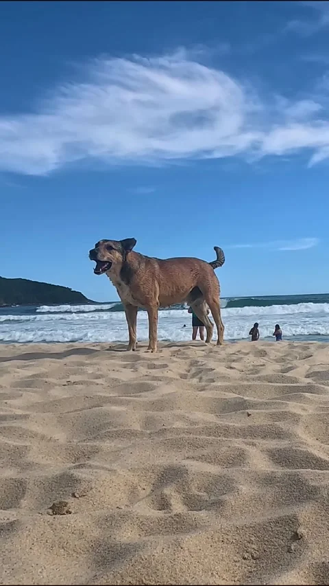 Vertical Dog Standing on Ocean Beach Video stock 336159775