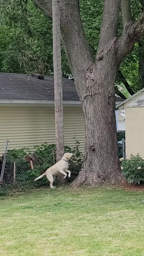 VERTICAL Dog Yellow Lab Chasing Squirrel Across Yard And Up A Tree Stock-Footage 338203321