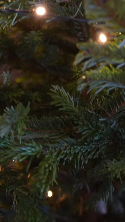 Vertical dolly-up macro through spruce branches with warm fairy bulbs, soft Stock Footage 325685522
