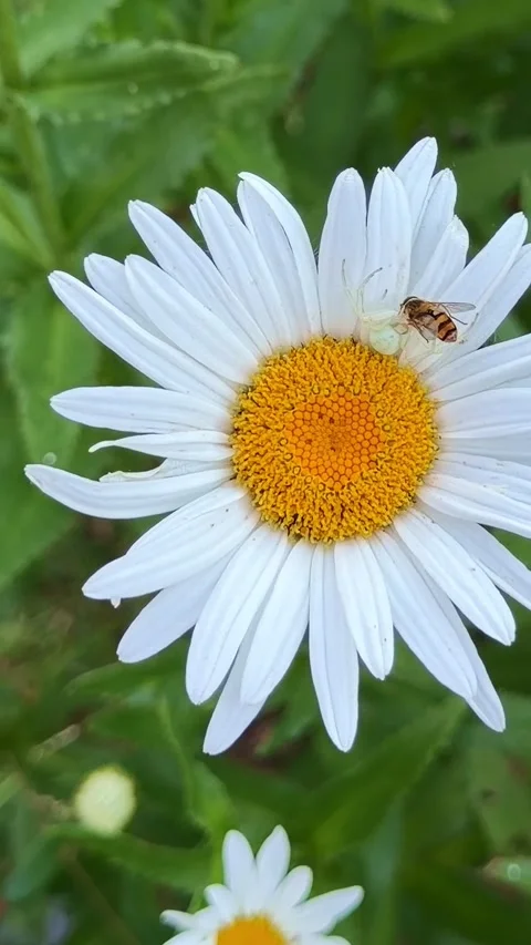 Vertical dolly in of Misumena vatia feeding on hoverfly atop oxeye daisy Vídeo Stock 340347321
