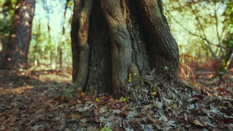 Vertical dolly shoot of a tree in the autumn forest Stock Footage 146310634