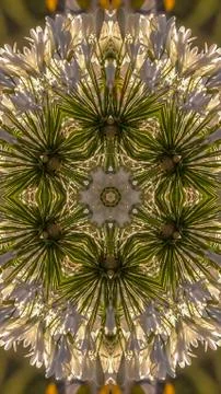 Vertical Dome circular shape made from reflecting white flowers in Calfiornia 스톡 사진