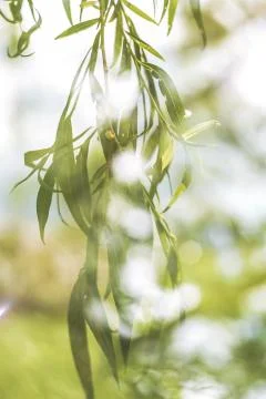 Vertical double exposure shot of tree leaves and a blurred nature Foto stock