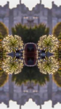 Vertical Double reflected view of beautiful white flowers in a dome shape in San Foto stock