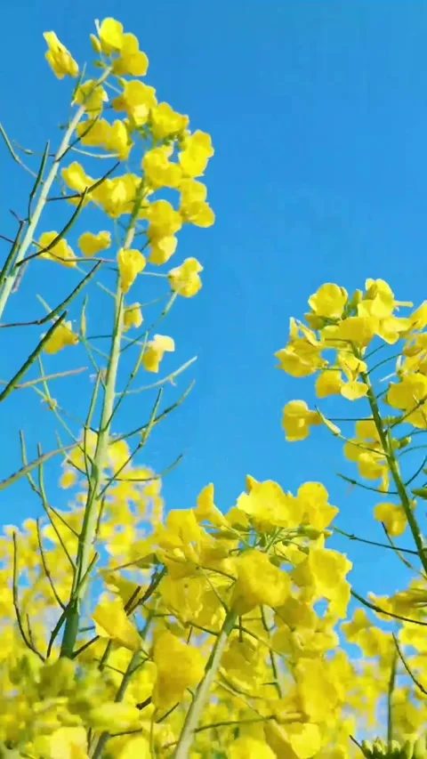 Vertical Dramatic Side-lighting on Yellow Rapeseed Blossom Cluster Stock Footage 331487388