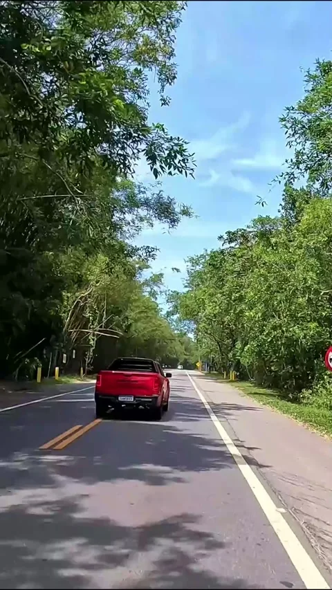 Vertical Drive Through Tropical Forest Road Video stock 336223393