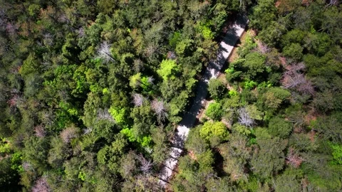 Vertical drone 4k view of forest trees in Tuscany spring bloom-flight Stock-Footage 241353638