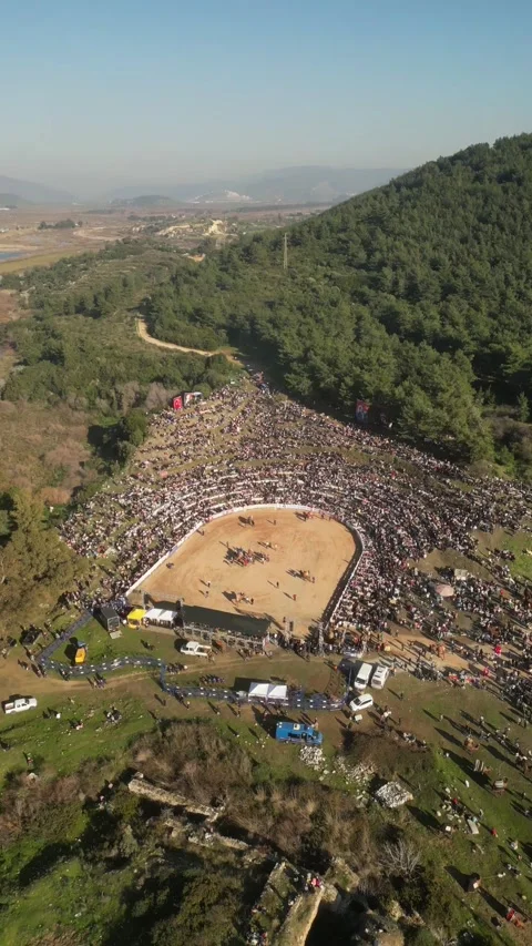 Vertical Drone Approaching Camel Wrestling Festival Selcuk Jan 19 2025 Stock Footage 337488067