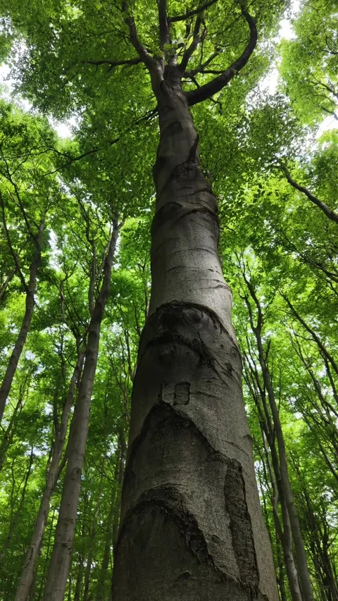 Vertical drone ascent through deciduous forest following tree trunk Stock Footage 337356354
