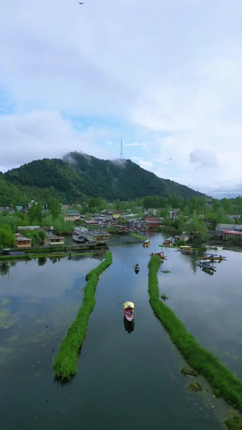 Vertical drone of boat trails carving through summer lotus fields. Stock Footage 310806624
