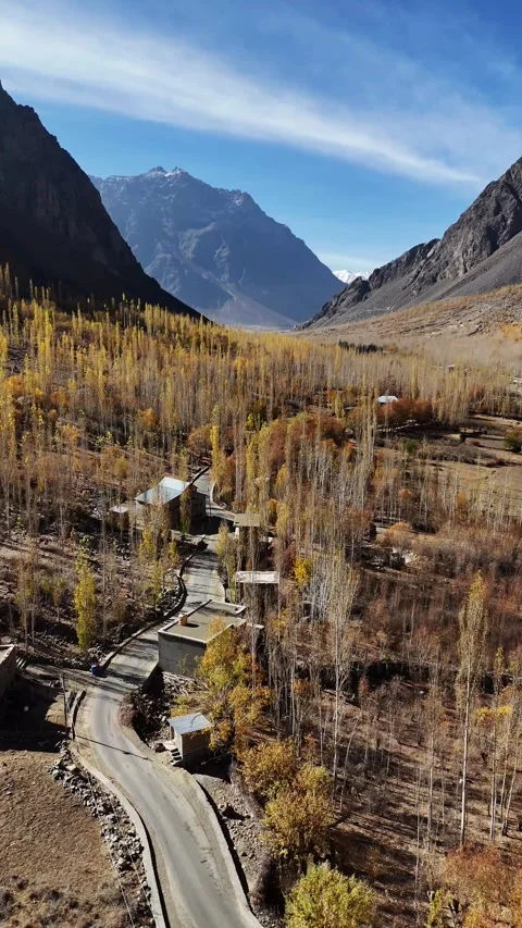 Vertical drone capture over nude trees with golden hints in Kargil’s fall. Stock Footage 310662176