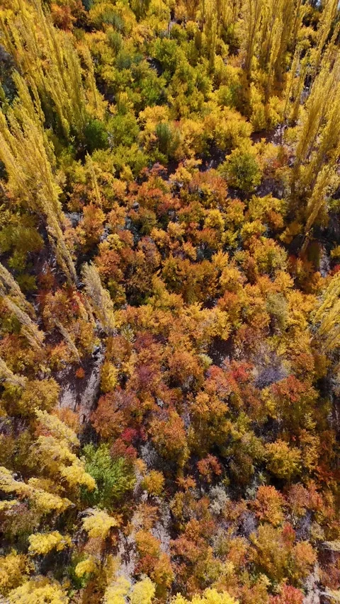 Vertical drone captures fall’s transition in the Ladakh. Stock Footage 310664834