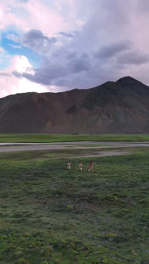 Vertical drone capturing lush Ladakhi pastures set against massive Himalayan Stock Footage 310900736