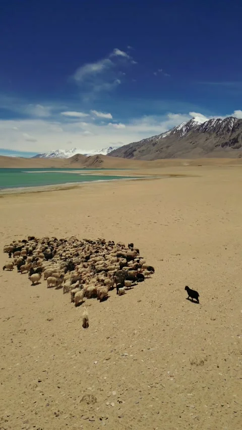 Vertical drone clip showing sheep herding across the dry flats alongside Kiagar Stock Footage 310807192