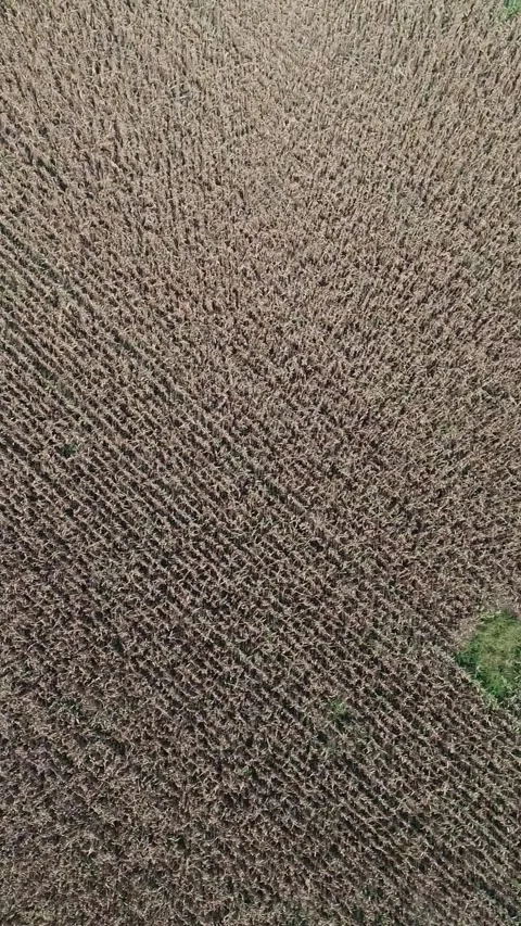 Vertical Drone Descent Over Dry Corn Field Rows Stock Footage 337434592