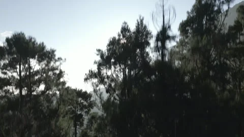 Vertical Drone Flight in Alishan Forest, Taiwan – From Trees to Canopy View Stock Footage 315517225
