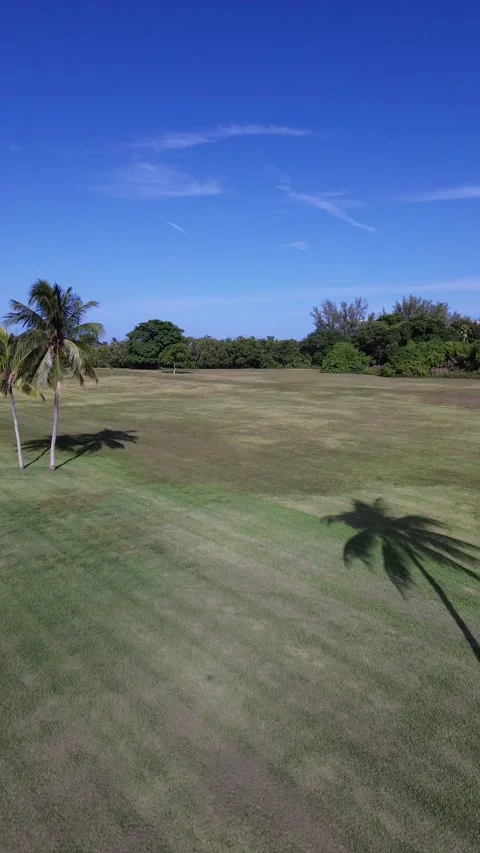 Vertical Drone Flight Close to Lawn With Palm Trees Stock Footage 340525412