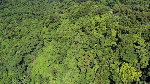 Vertical Drone Flight Over Dense Green Tropical Forest – Martinique Jungle Stock Footage 317105343