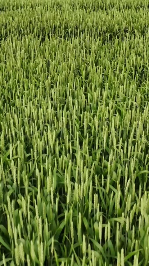 Vertical Drone Flight Over Lush Green Wheat Field in Early Growth Stage Video stock 313275103