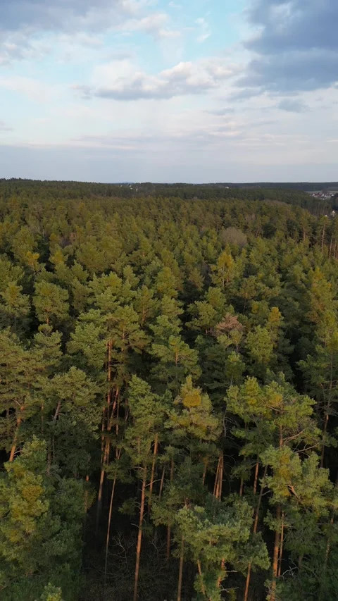 Vertical Drone Flight Over Pine Forest Canopy at Golden Hour in Germany Stock Footage 340550181
