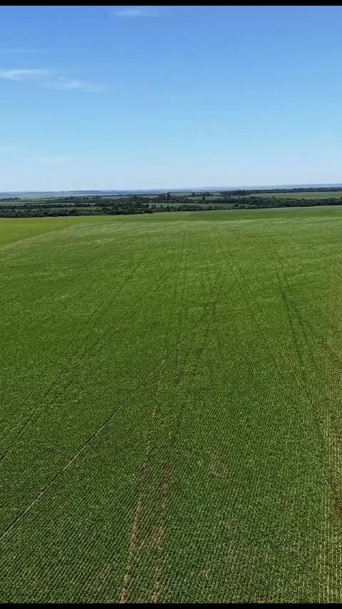 Vertical Drone Flight Over Vast Green Agricultural Crop Field Video stock 346854573