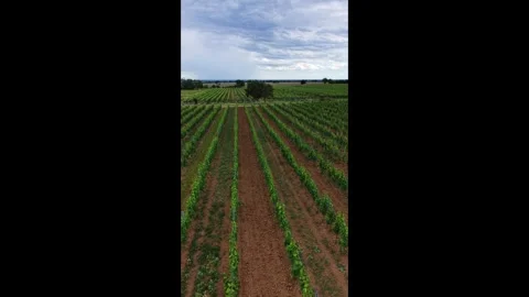 Vertical Drone Flight Over Vineyard Rows Near Vistuk, Slovakia Stock Footage 341332671