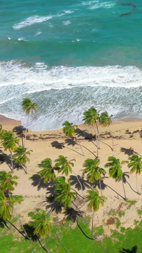 Vertical drone flight of tropical shoreline with shadows of palm trees on beach Stock Footage 312586915