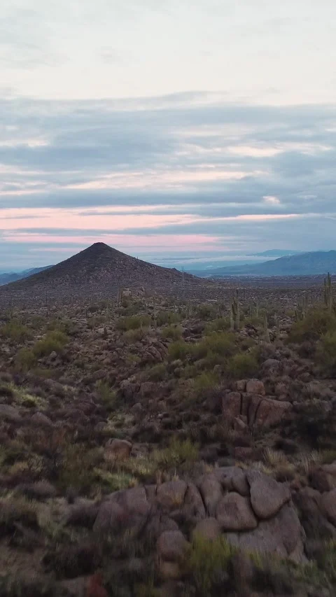 Vertical Drone Fly By In Between Two Saguaro Cactus In Desert Preserve Stock Footage 343878689